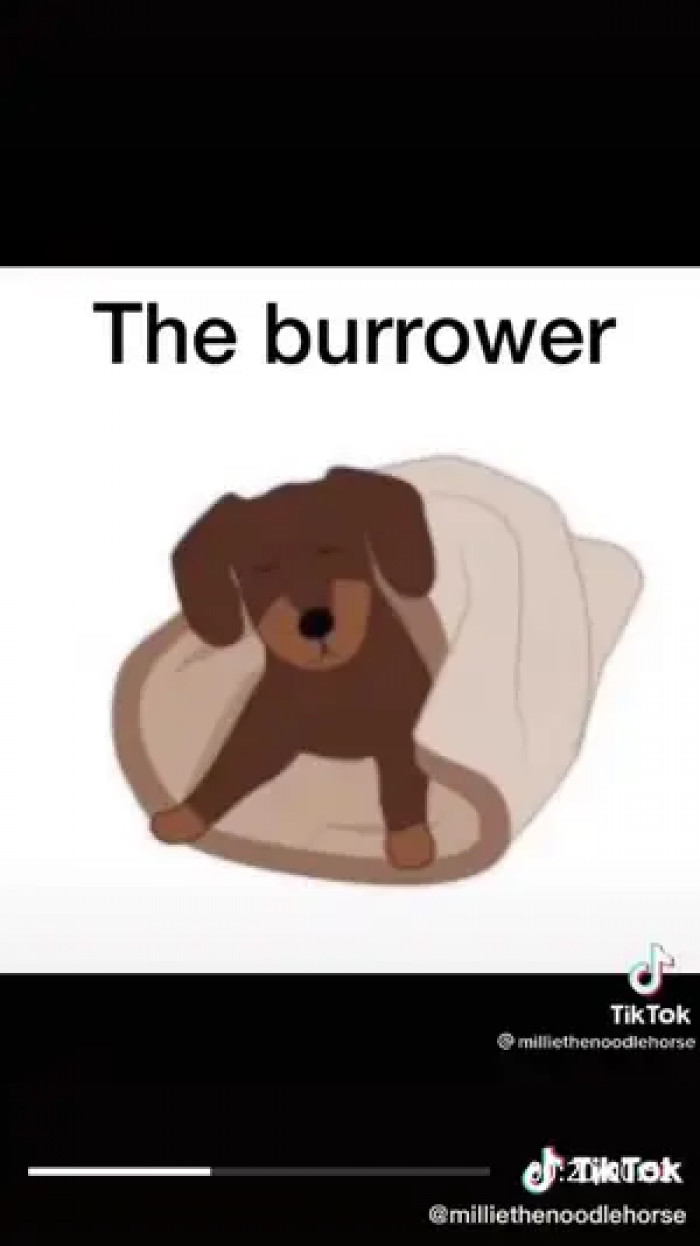 Some dogs need more comfort than others.