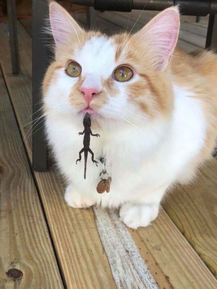 Hey hooman, look what I caught...