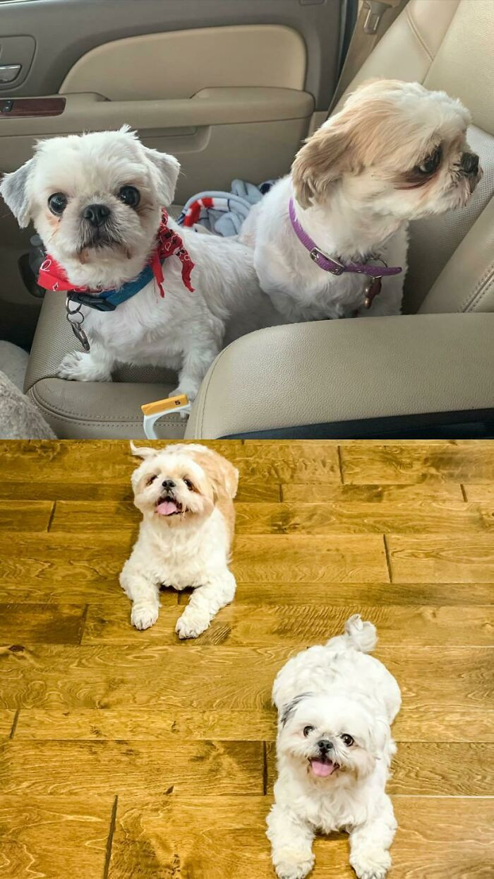 30. Peach & Chubbs Are A Bonded Senior Pair From The Home Of An Elderly Woman Who Passed Away In Late 2020