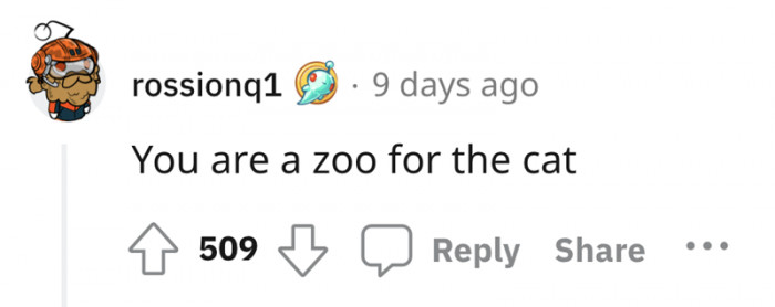 Cat visitor lounging near neighborhood cats, sparking a friendly conversation