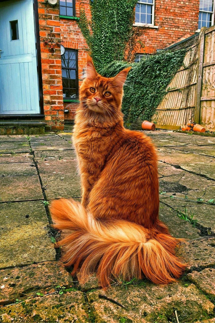 What eye colors do orange Maine Coons have?