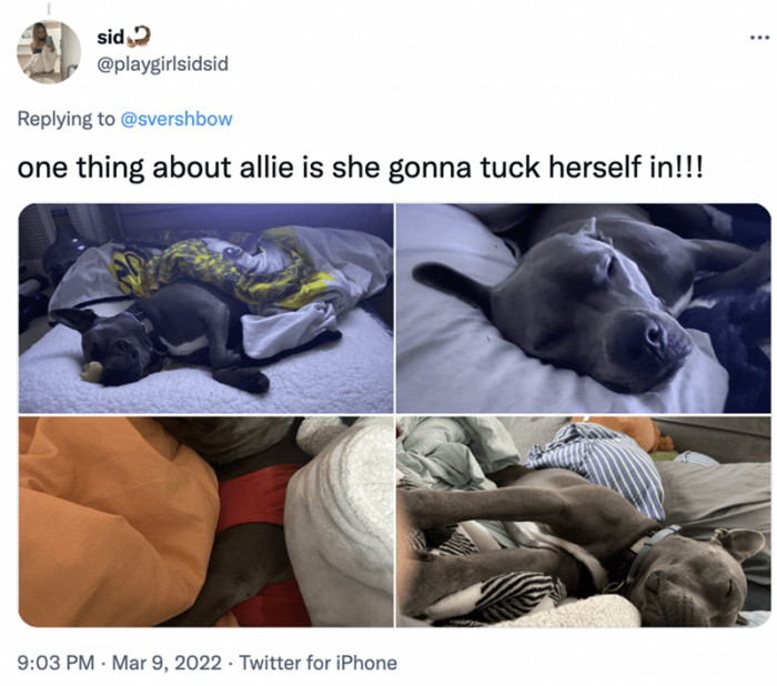 4. Go Allie... A good doggo who not only goes to sleep but also tucks herself in