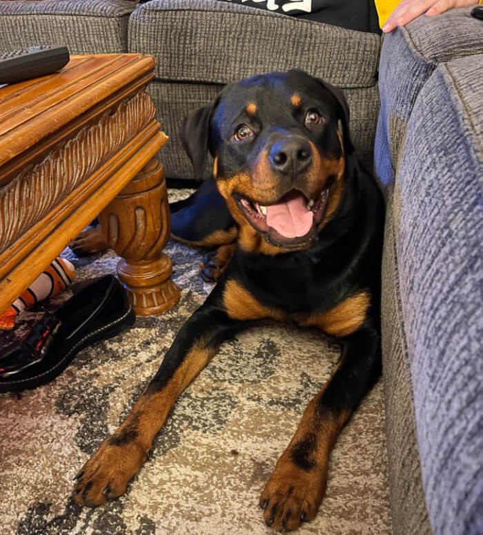 8. “I’ve had this very good boy for almost a month, and still no name! He’s 8 months old and super chill.”