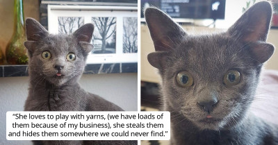 Meet Midas, A Gray Cat With Four Ears And A Heart-Shaped Fur Pattern On Her Belly