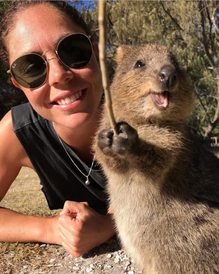 This Quokka got itself a nice prop for picture time