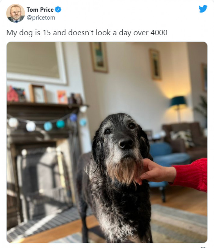 4. Want to see Gandalf? Give this dog a staff and a hat