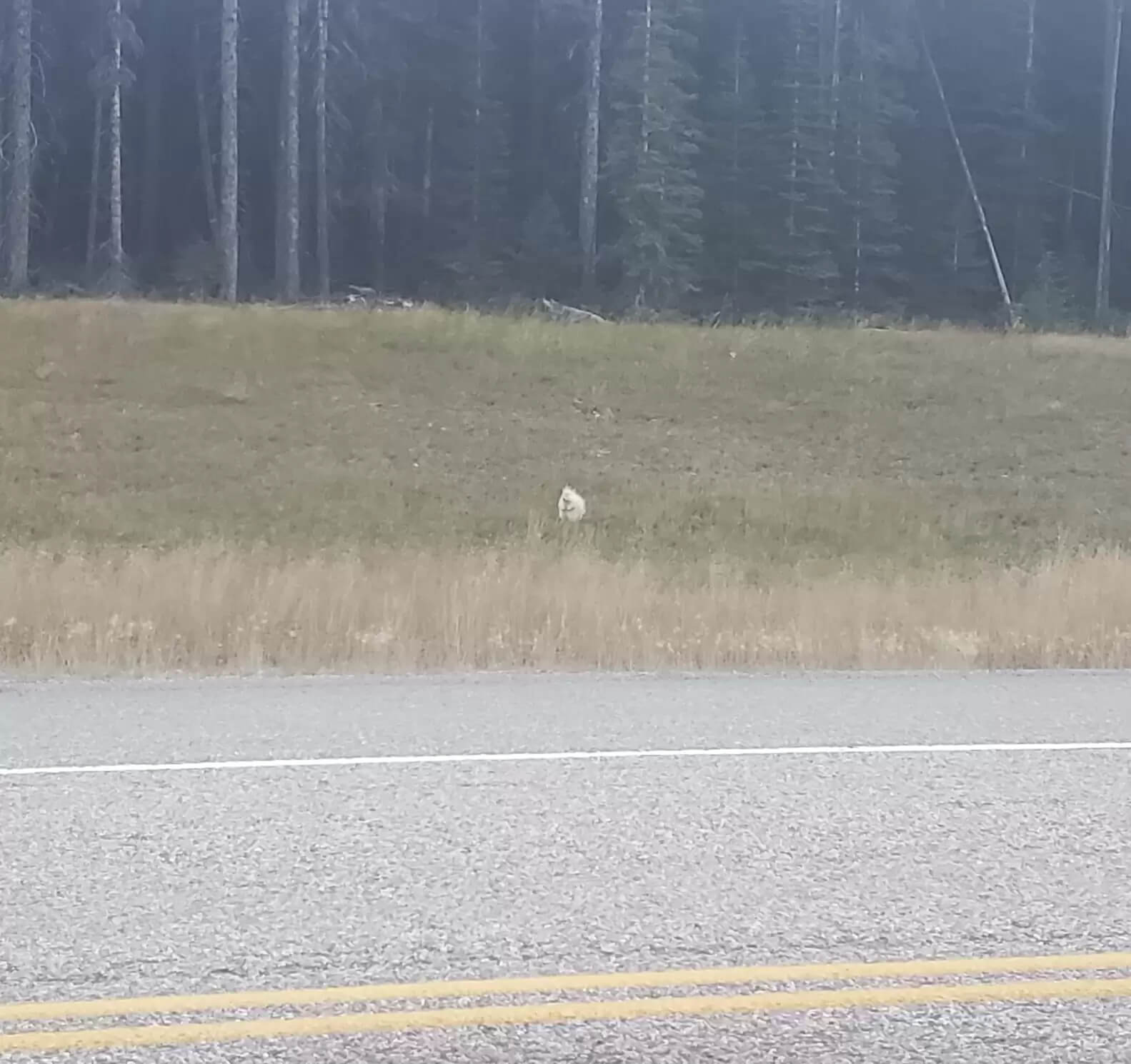In the bushes by the side of the road, they noticed a lone, bright white shape.