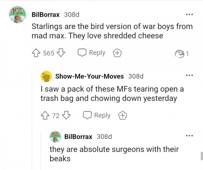 They are absolute surgeons with their beaks