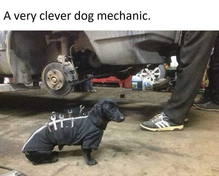 ”How Do We Feel About Dog Mechanics?”