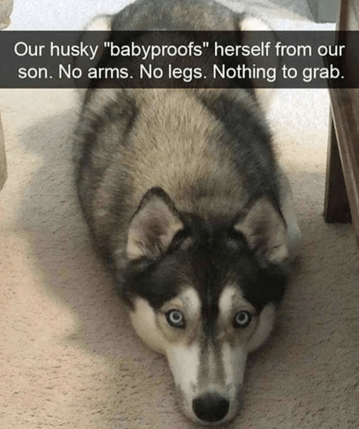 8. How my husky baby-proofs herself from our son.