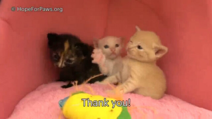 Tasha, Danny, Dasha, Daria, and Donatella have a message for JoAnn, Hope for Paws, and everyone who saw their tale because they're so grateful for the chance to live happy lives...