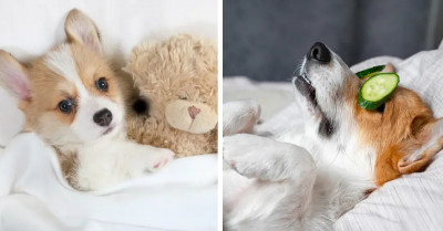 19 Pictures Of Adorable Corgis That Will Make You Say Aww Out Loud