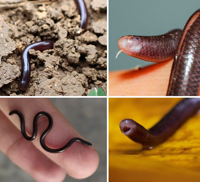 The Brahminy blind snake, nicknamed the “flowerpot snake,” often hides in potted soil, which has helped it spread worldwide.