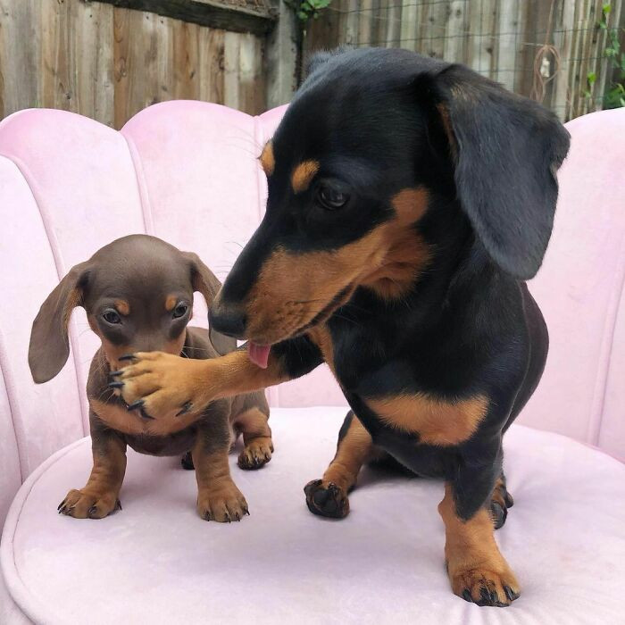 "No, Minnie, This Is My Treat, Not Yours"