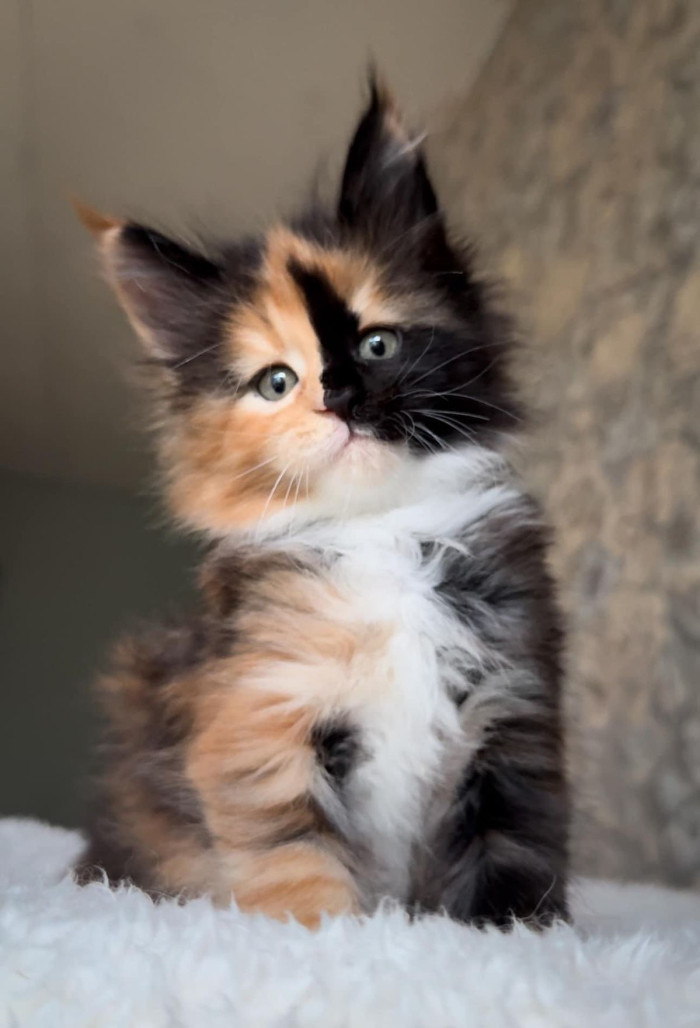 Why are most calico Maine Coons female?