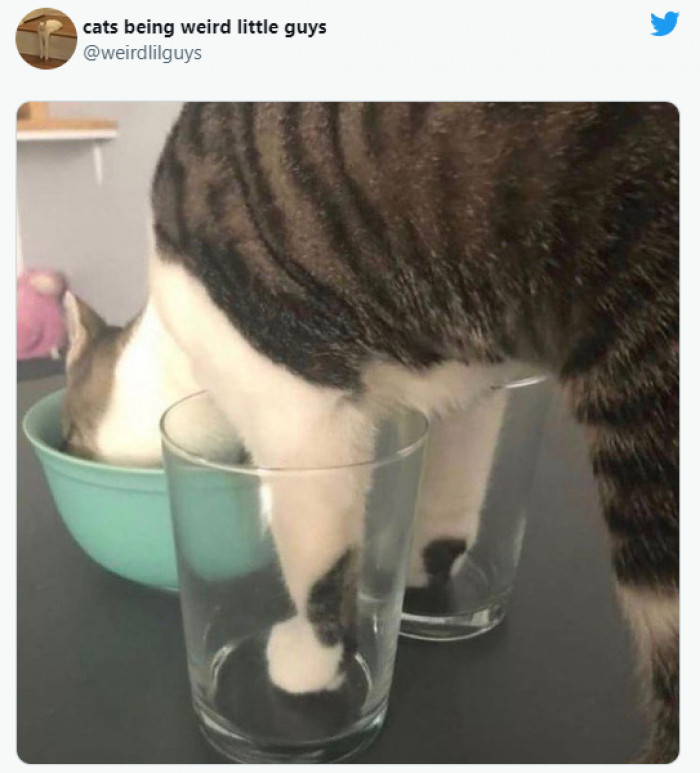 3. Does this furball do this thing every mealtime?