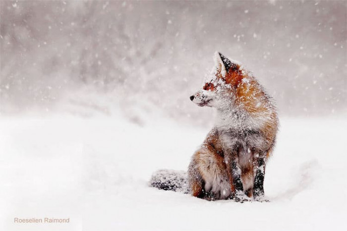 These photos are amazing