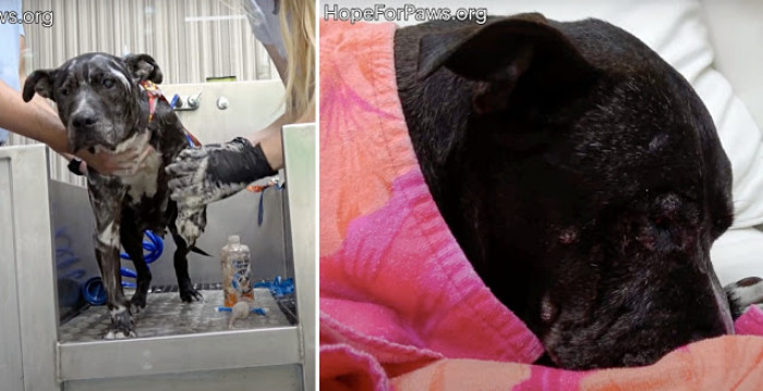 Pheenie was then transported to CARES, where she received proper medical care and basic hygiene. The vets discovered that she had an infection in her spinal cord, as well as a UTI and dental disease.