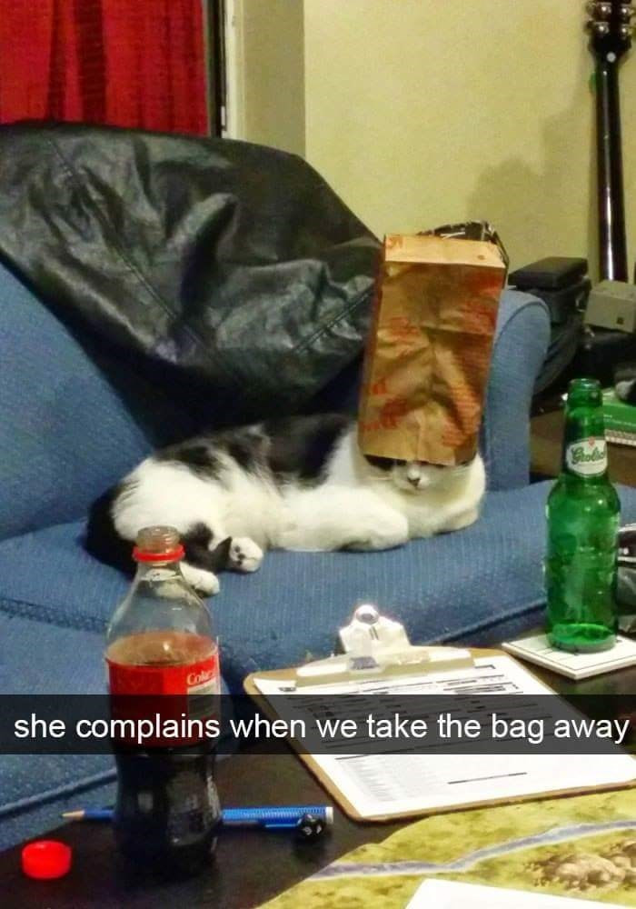 13. This cat sure loves its bag...