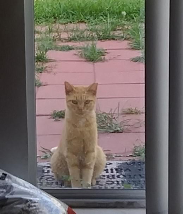 "Not my cat doesn't want to come in, but likes glaring in the window"