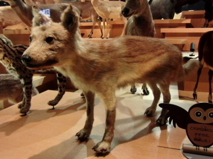 Japanese Wolf - Extinct 1905