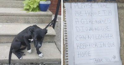 It Took Just 3 Hours for This Compassionate Person to Transform Heartbreaking Abandonment into a Fresh Start for an Orphaned Dog