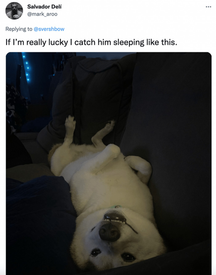 5. This adorable doggo sometimes sleeps in this position