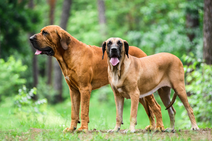 4. Fila Brasileiro