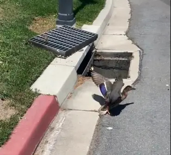 It's always a heartwarming to see people helping animals in need—especially in this world that is seemingly full of humans who only want things for themselves and wouldn't bother with anything that won't give them some sort of recognition.
