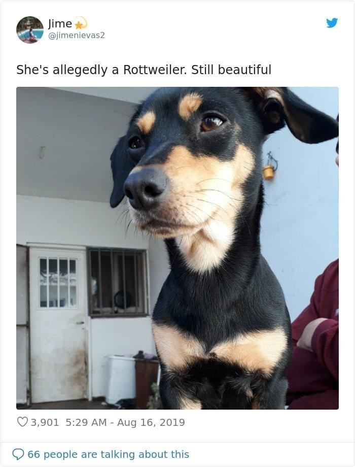 10. A rottweiler they said, but she's still beautiful