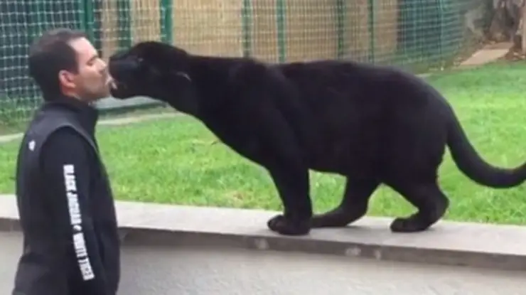 But then, the tense moment quickly turns into a heartwarming encounter between a gentle giant and his caretaker.