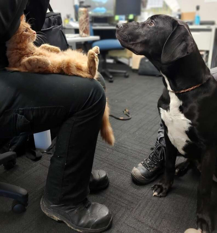 Here is Colin Feral, a kitten rescued from a feral cat colony