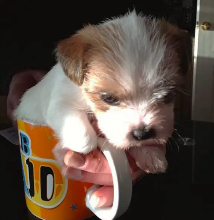 12. Have you seen a teacup princess today? Well, you're in luck