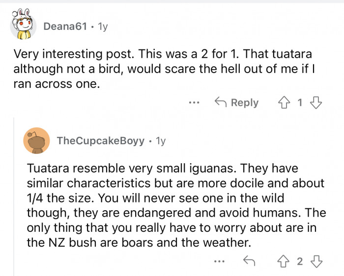 You will never see a tuatara in the wild.