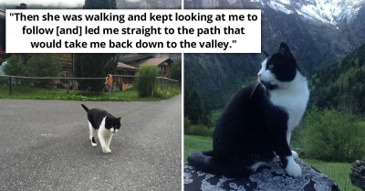 Hiker Gets Lost In The Mountains, But A Guide Cat Comes Along And Leads Him Down The Swiss Alps