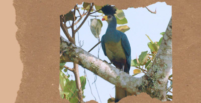 Rainforest Birds: 16 Species From the Canopy to the Forest Floor