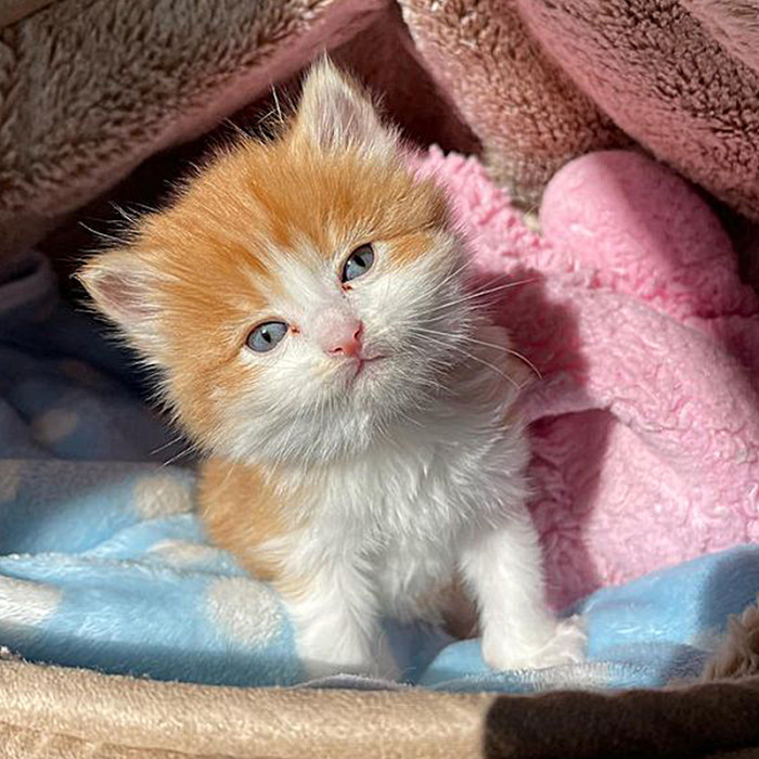 They were discovered by a family after an LA downpour; soaking wet, covered in mud, and full of fleas.