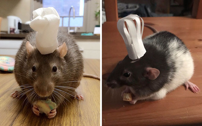 19. Today, we have a special chef in the building