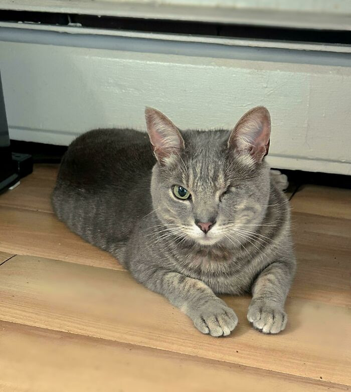 16. "Kubo Became A Part Of Our Little Family Today. Such A Perfect Gentleman"