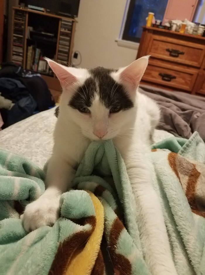 4. "I have a fleece Pusheen blanket..."