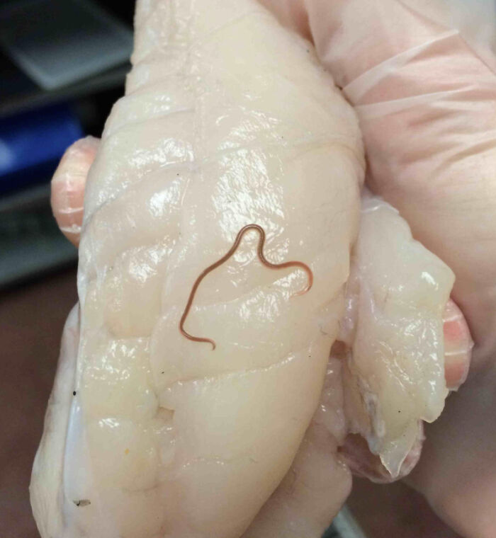 11. The amount of worms in fish from the ocean is astonishing