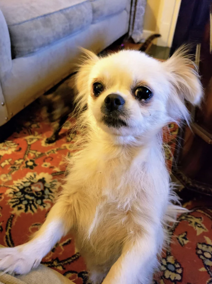 9. "4 years in a puppy mill crate vs. after 3 years of love & nutrition."