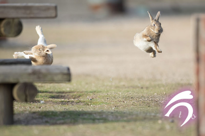 Such a dramatic battle too! We should observe and document all bunny fights from now on.