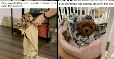 13 Funny Dog Videos and Pictures You Need To See Right This Instant