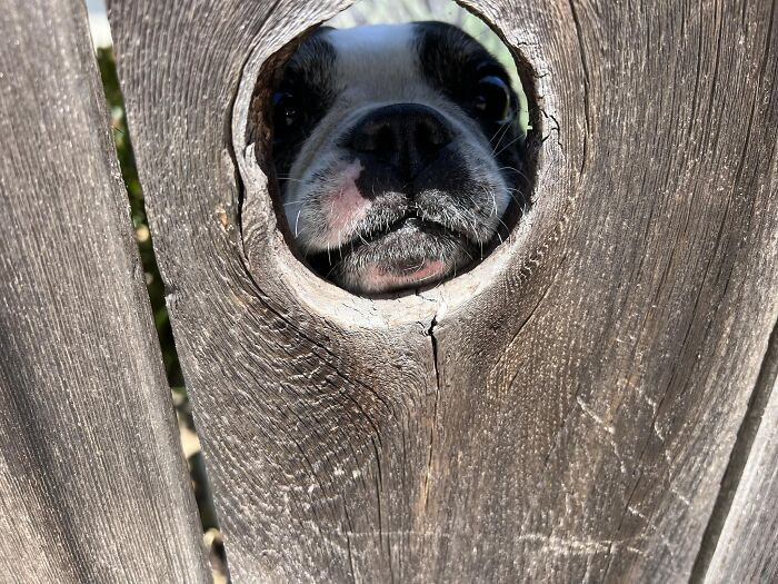 33. Maya Papaya, A Sweet Boston In Pacific Grove California Watches Over The Street From Her Yard