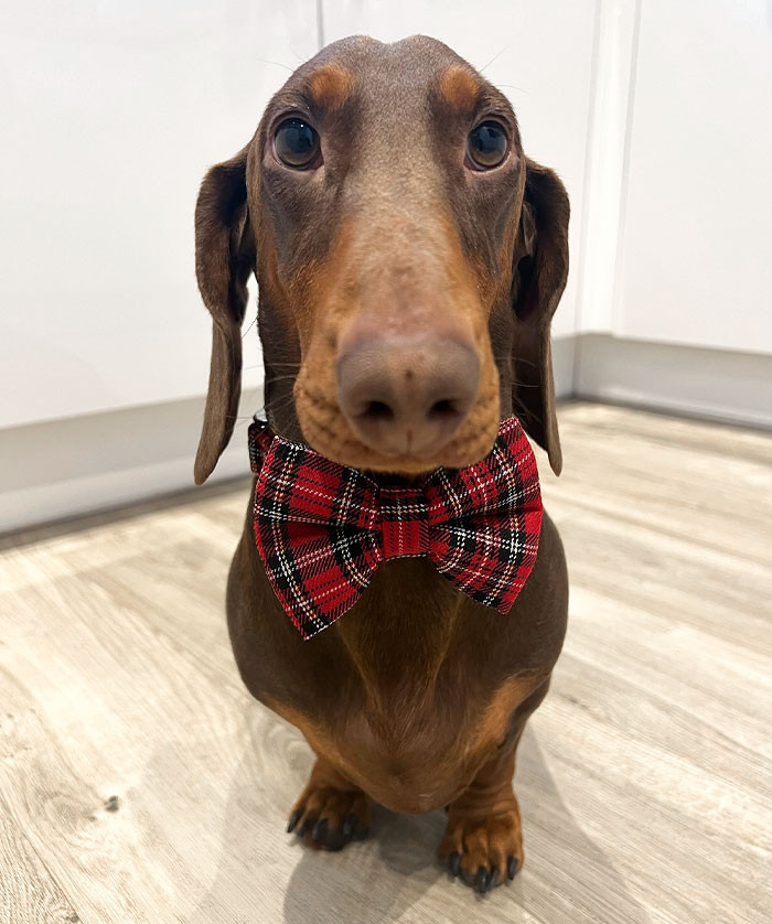 "A Real Gentleman"
