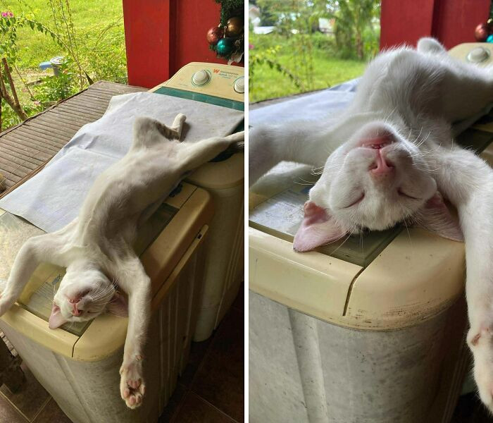 "My Cat’s Really Weird At Times, Still Love Him Though"