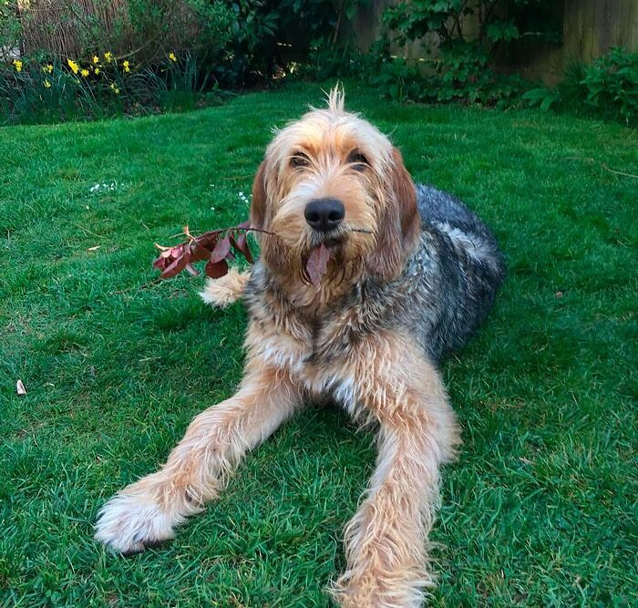 28. Otterhound