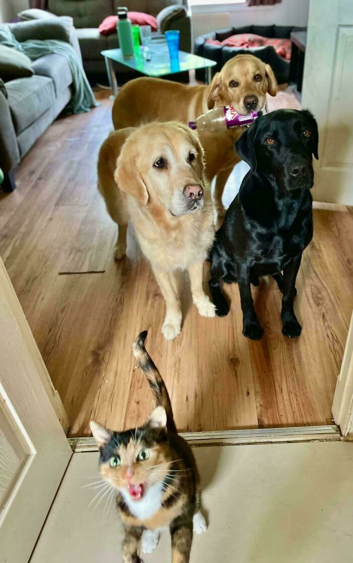 "One Of Them Is Very Vocal When It Comes To Dinner Time"
