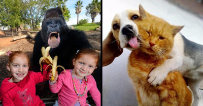 20 Of The Most Hilarious Animal Photobombs That Have Ever Happened